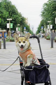 Corgi Shopping Park, JPG