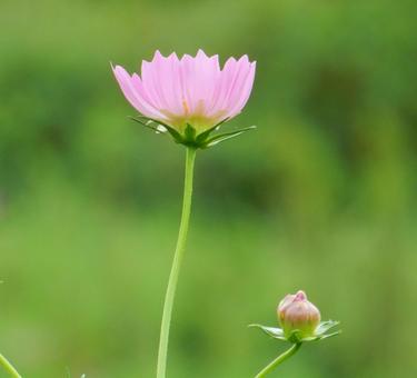 【花の写真】コスモス（秋桜） コスモス,秋桜,自然の写真素材