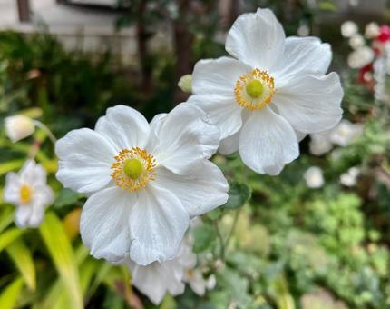 白い秋明菊の花 草木,秋,自然の写真素材
