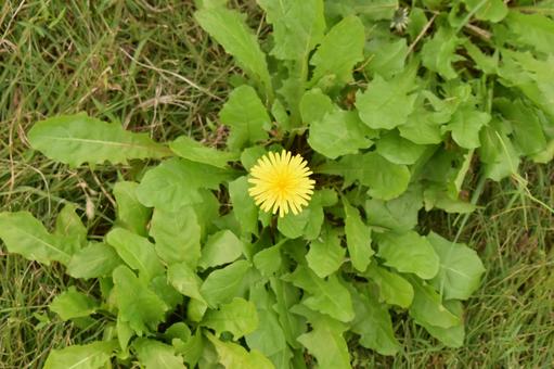 たんぽぽ たんぽぽ,タンポポ,黄色の写真素材