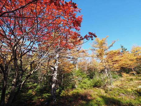 紅葉（黒斑山・浅間山） 紅葉,もみじ,秋の写真素材