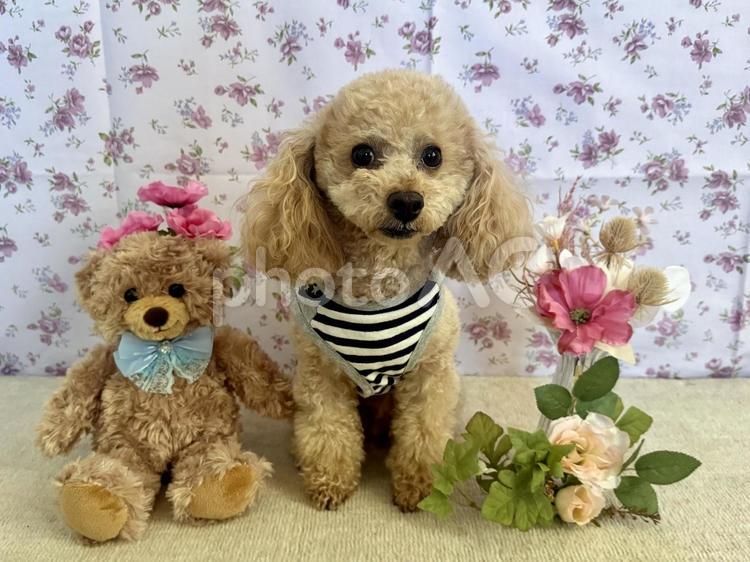 トイプードルとベアーのぬいぐるみと造花 トイプードル,ベアーのぬいぐるみ,ペットの写真素材