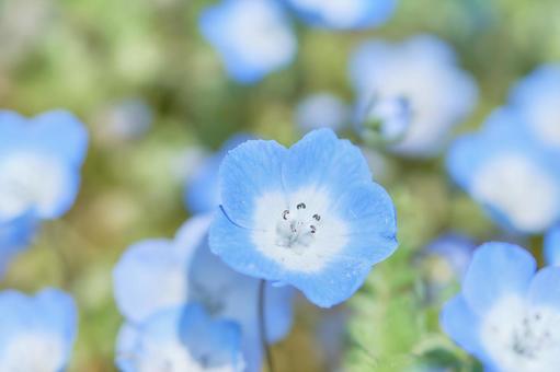 モフィラ瑠璃唐草の花クローズアップ モフィラ瑠璃唐草の花クローズアップの写真
