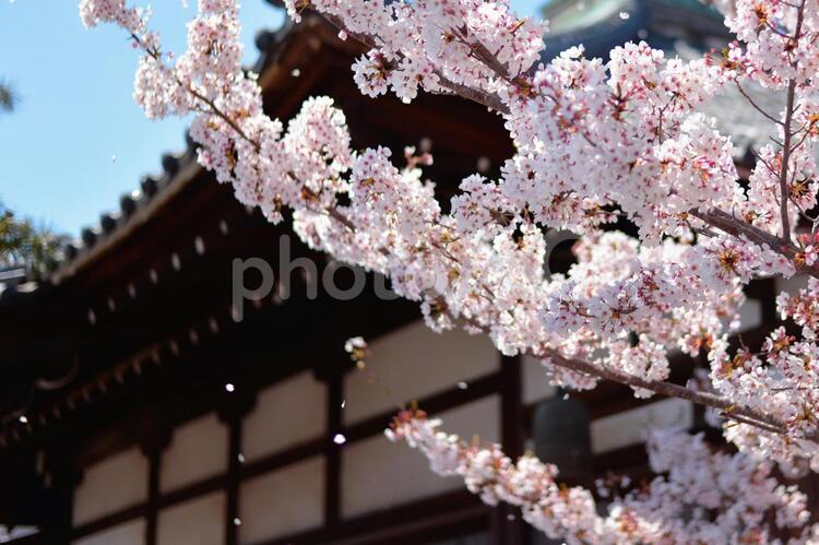 風に舞い散る桜 桜,舞う,桜吹雪の写真素材
