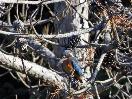 朝の日差しの中のカワセミ5 朝の日差しの中のカワセミ5 カワセミ,鳥,鳥類の写真素材