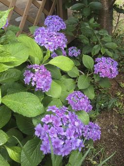 紫陽花の写真