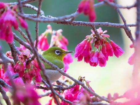 メジロと寒緋桜 メジロと寒緋桜の写真