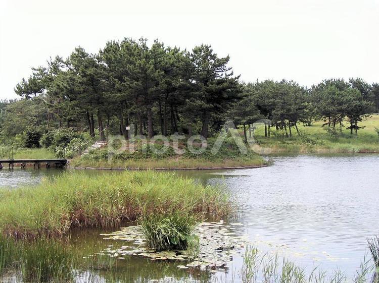 水辺の風景 水辺,田貫湖,水草の写真素材