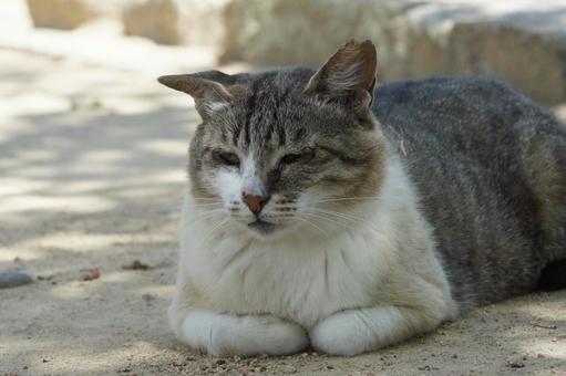 ねこ ねこ にゃんこ,可愛い,野良猫の写真素材
