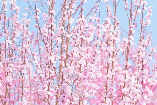 満開の箒桃の花 桃の花,花桃,花の写真素材