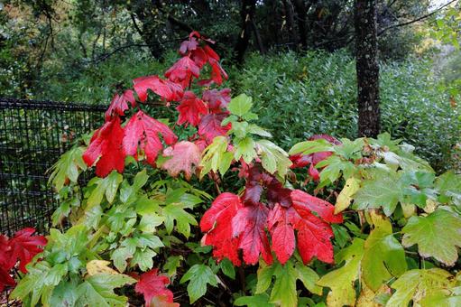 カシワバアジサイの紅葉 カシワバアジサイ,紅葉,神戸市立森林植物園の写真素材