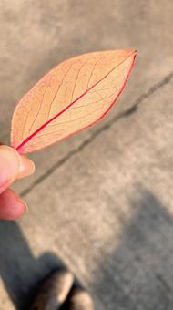 赤い葉と手 赤い葉と手の写真