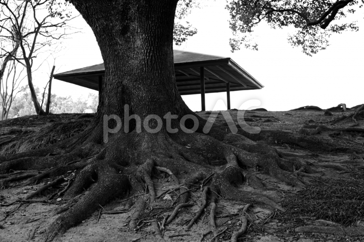 公園の木の根、モノクロ 色,屋外で,木の写真素材