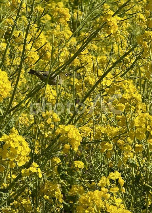 浜離宮恩賜公園の菜の花とウグイス 鳥,ウグイス,野鳥の写真素材