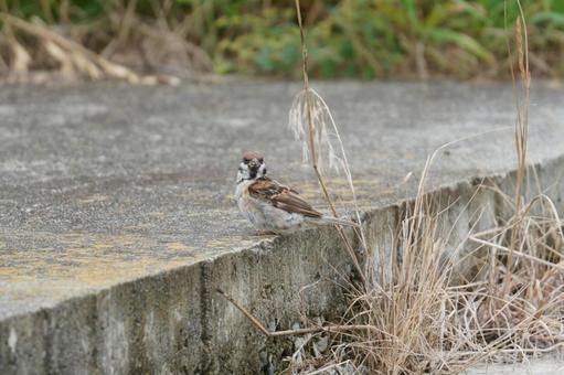 スズメ スズメ スズメ,羽ばたく,野鳥の写真素材