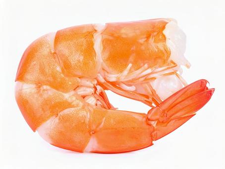 エビ エビの写真