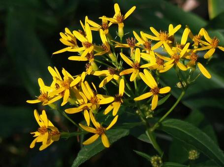 キオン(黄苑) キオン,キク科,花の写真素材