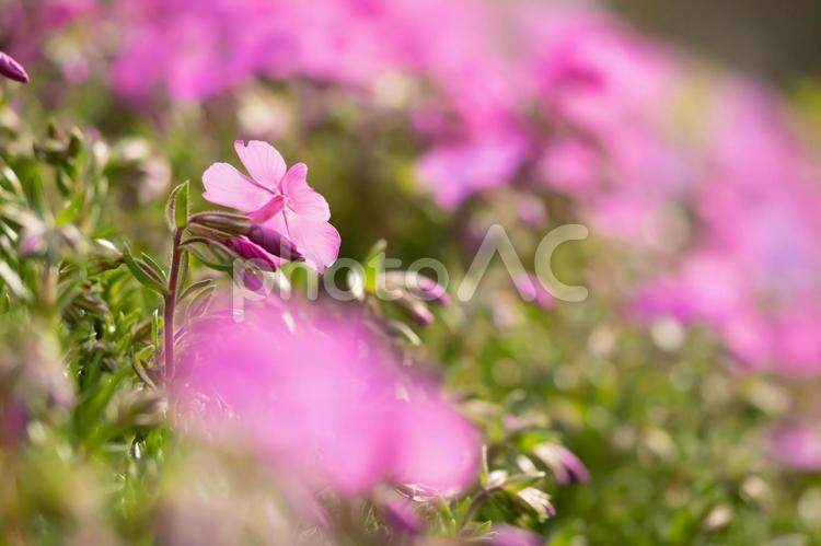 満開の芝桜のお花畑は濃いピンク色の花がいっぱい 芝さくら,芝桜,花の写真素材