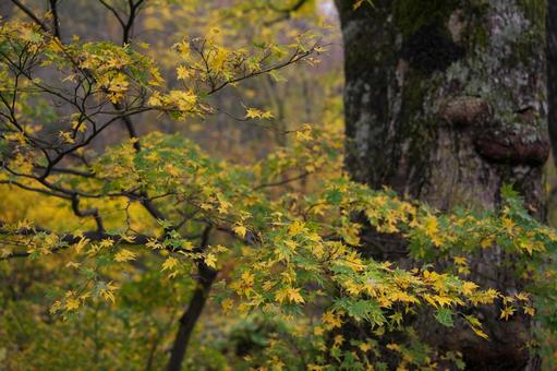 森の紅葉 紅葉,秋,森の写真素材