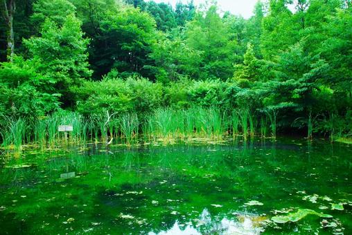 忠生公園 源流の池 忠生公園 源流の池 忠生公園,公園,自然公園の写真素材