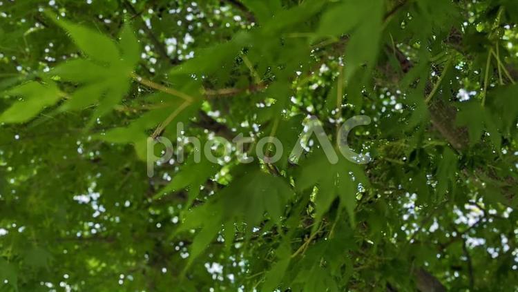 緑のもみじ 木,風景,景色の写真素材