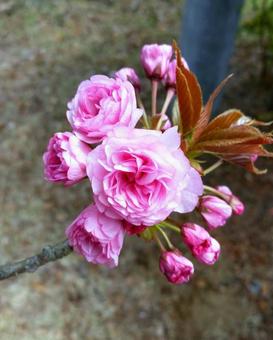 八重桜(アップ) 八重桜(アップ)の写真