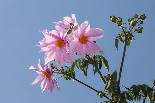 皇帝ダリヤ 植物,花,皇帝ダリヤの写真素材