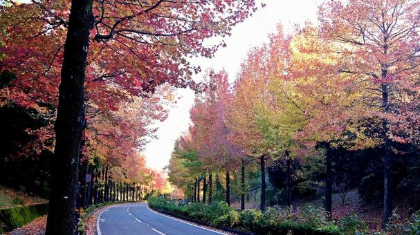 紅葉-1298 紅葉,アメリカ楓,もみじ葉楓の写真素材