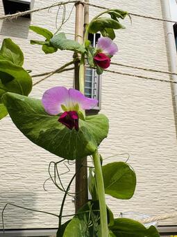 ツタンカーメンのエンドウ豆の栽培 ツタンカーメンのえんどう豆,春,野菜の写真素材