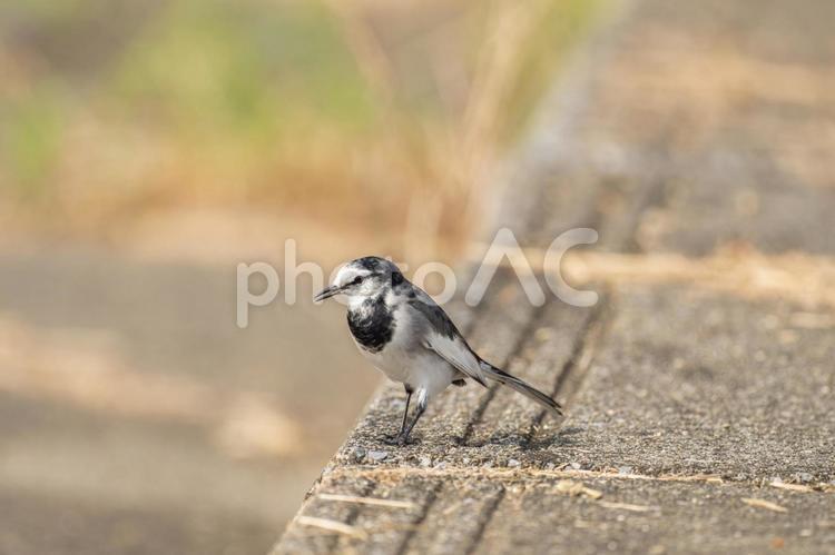 地面を歩くハクセキレイ ハクセキレイ,屋外,風景の写真素材