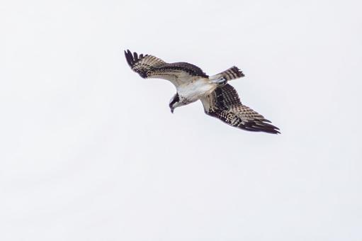 ミサゴ(99) 鳥,ミサゴ,ウオタカの写真素材