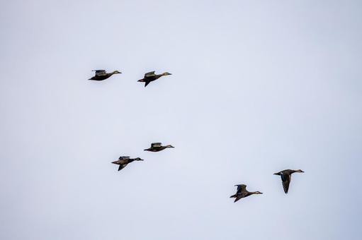 マガモの飛翔⒂ 鳥,マガモ,カモの写真素材
