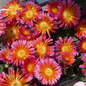 Hardy Matsuba Chrysanthemum Delosperma Orange Glow, JPG