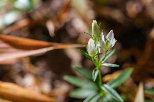 センブリ センブリ,千振,リンドウ科の写真素材