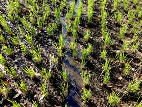 12月、稲刈り後に新たに生えてきた水田 田畑,田んぼ,水田の写真素材