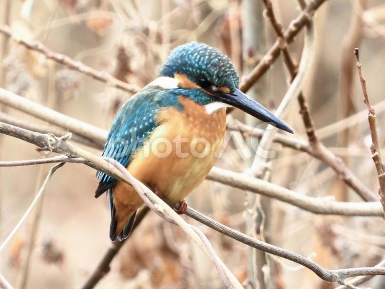 魚を狙うカワセミ 鳥,野鳥,カワセミの写真素材