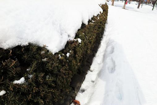 雪の積もった植木 雪の積もった植木の写真