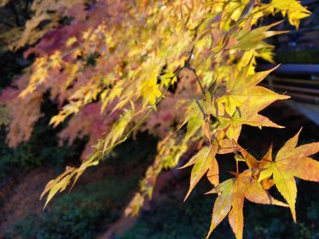 紅葉 紅葉の写真