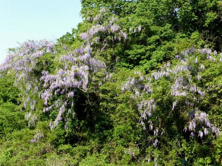山林の中腹に群生する藤の木 山林の中腹に群生する藤の木 藤,木,花の写真素材