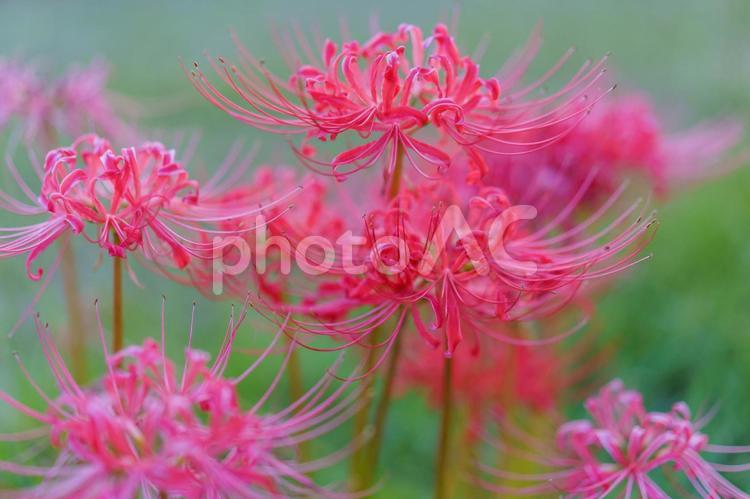 9月花　ヒガンバナ・ヒガンバナ科 花,植物,彼岸花の写真素材