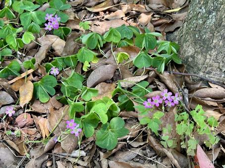 ムラサキカタバミのピンクの花 ムラサキカタバミのピンクの花 ムラサキカタバミ,キキョウカタバミ,雑草の写真素材