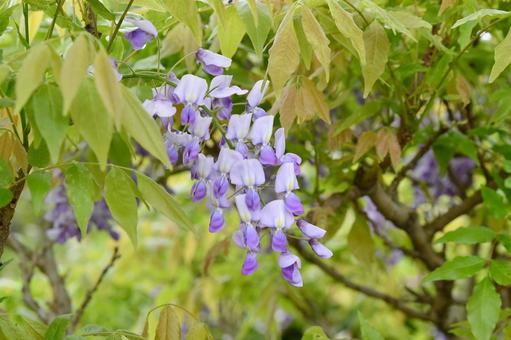 藤の花の写真