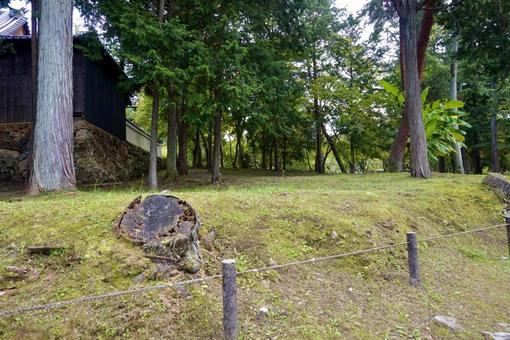 森の風景 森の風景の写真