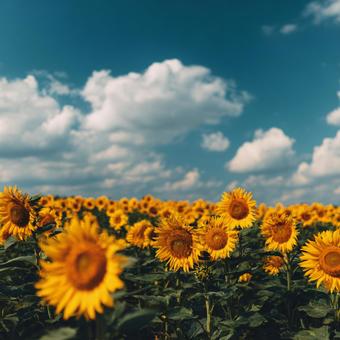 A sunflower field in summer with blue skies and white clouds, sunflower, flower garden, summer, JPG