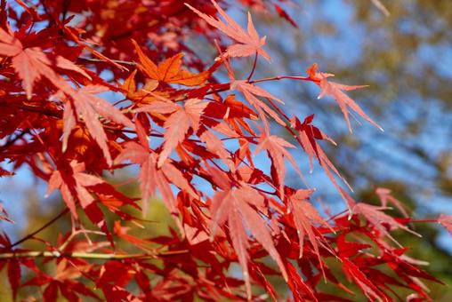 紅葉 色付く季節 5 紅葉,色付く,四季の写真素材