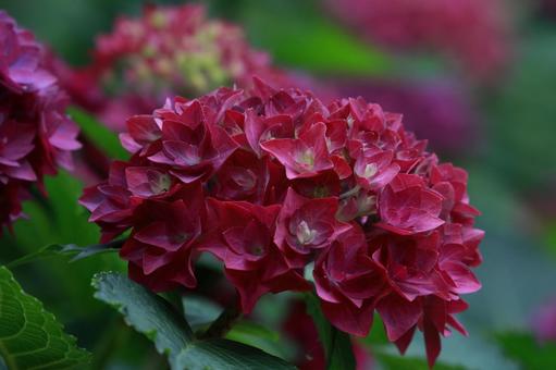 アジサイ アジサイ,花,装飾花の写真素材