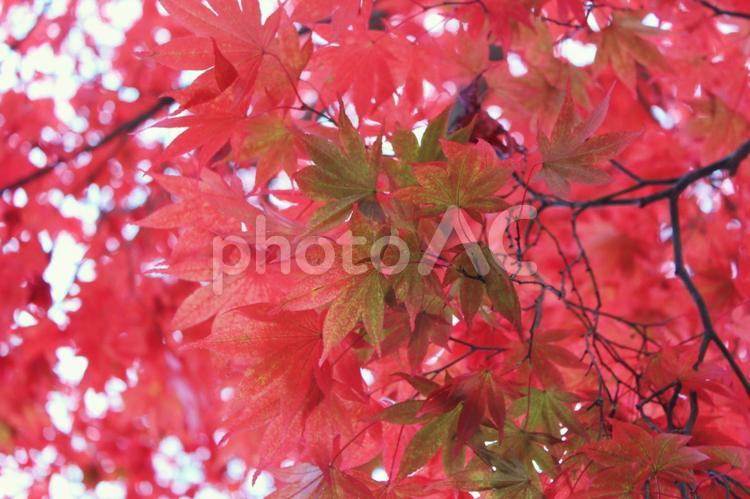 日本の紅葉　須賀川牡丹園 紅葉,日本,須賀川牡丹園の写真素材