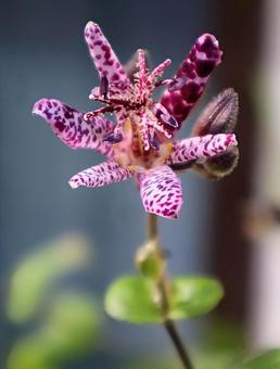 20種類の仲間がいる 20種類の仲間がいるの写真