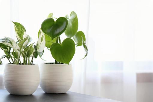 Planta de folhagem, plantas de casa, planta, pothos, JPG