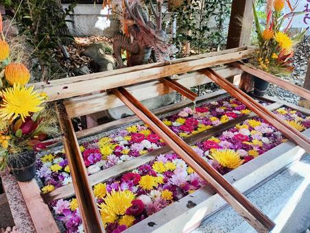花手水② 花手水② 花手水,手水舎,花の写真素材